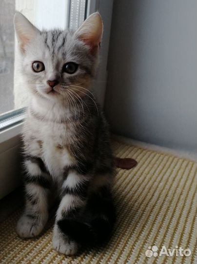 Шотландский котик