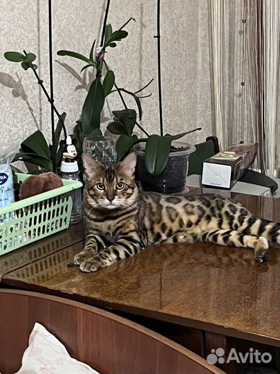 Бенгальский кот вязка