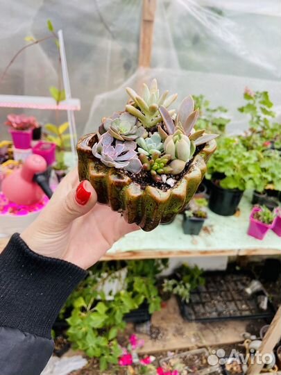 Суккуленты композиции