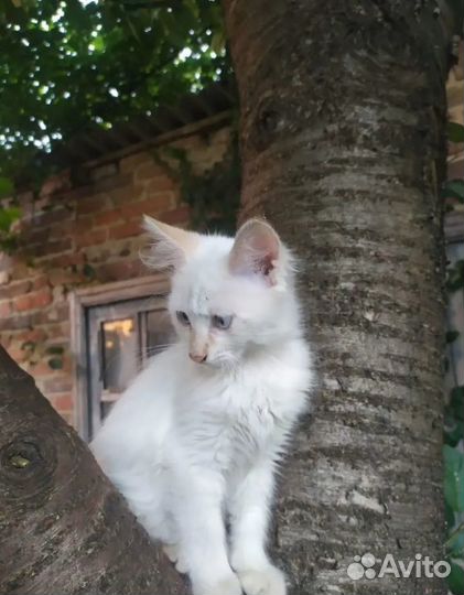 Котята отдам в добрые руки бесплатно