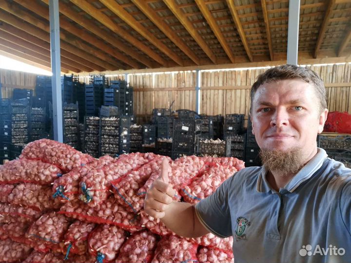 Чеснок сотовой