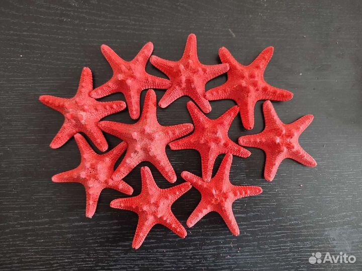Морская звезда
