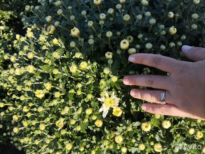 Хризантемы мультифлора