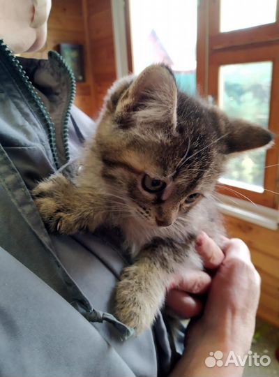 Кошечка 2,5 мес в добрые руки