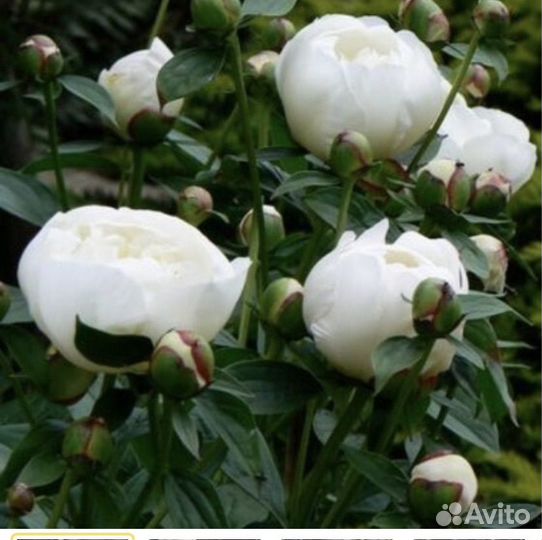 Пион, Дюшес