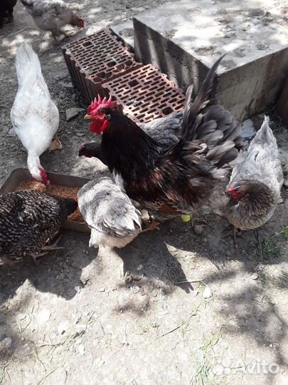 Петухи барневельдер крупные