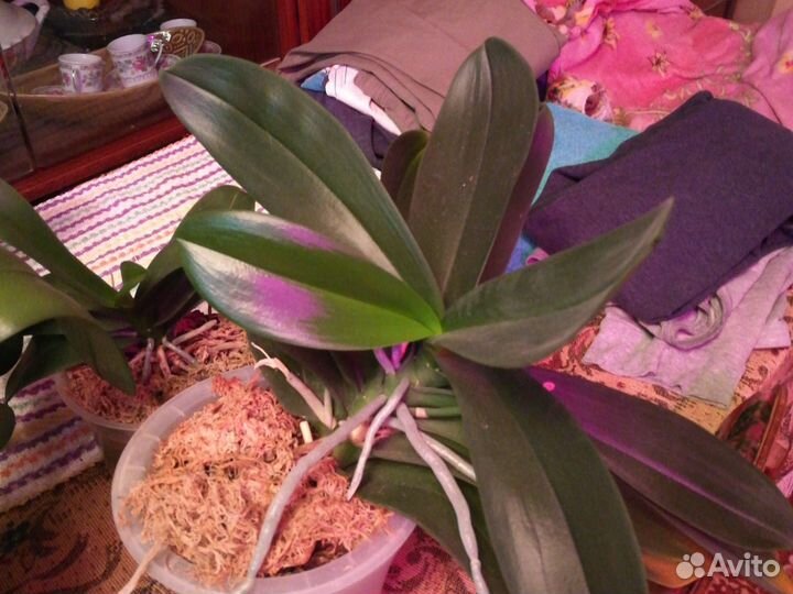 Орхидея фаленопсис