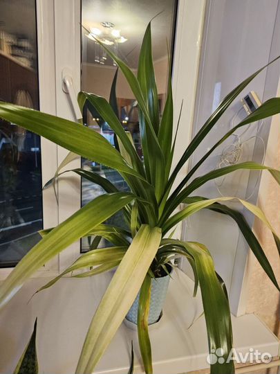 Комнатные цветы разные