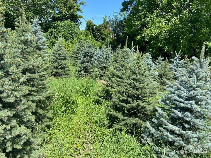Ель голубая