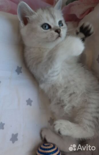 Британские котята