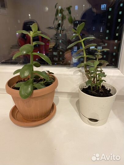 Толстянка, алоэ