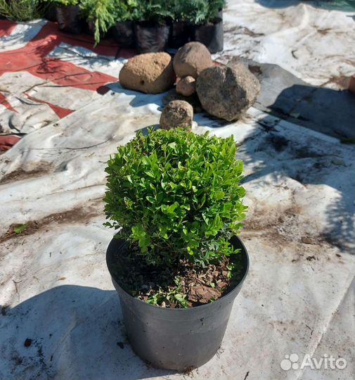 Самшит сформирован шариком