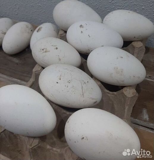Гусиные инкубационные яйца