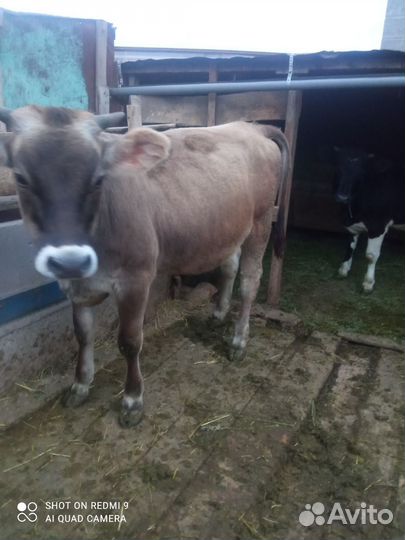 Корова нетель