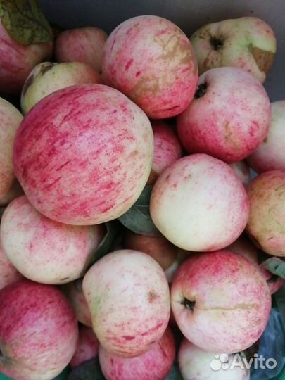 Укроп для засолки/ сочные яблоки