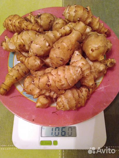 Топинамбур для посадки