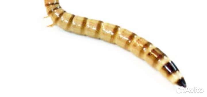 Зофобас, мучной червь. огневка пчелиная, бражник