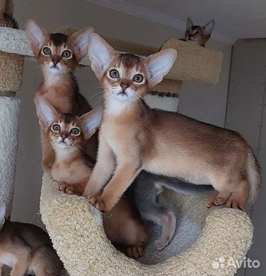 Абиссинские котята