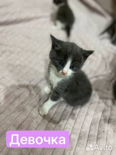 Котята в добрые руки приучены к лотку