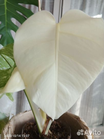 Монстера Альба