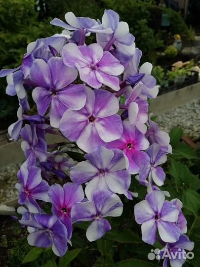 Многолетние растения