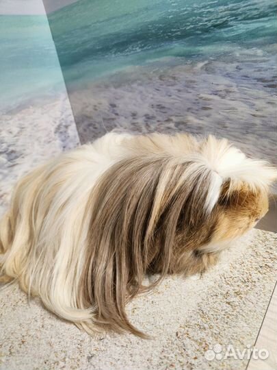 Морская свинка коронет