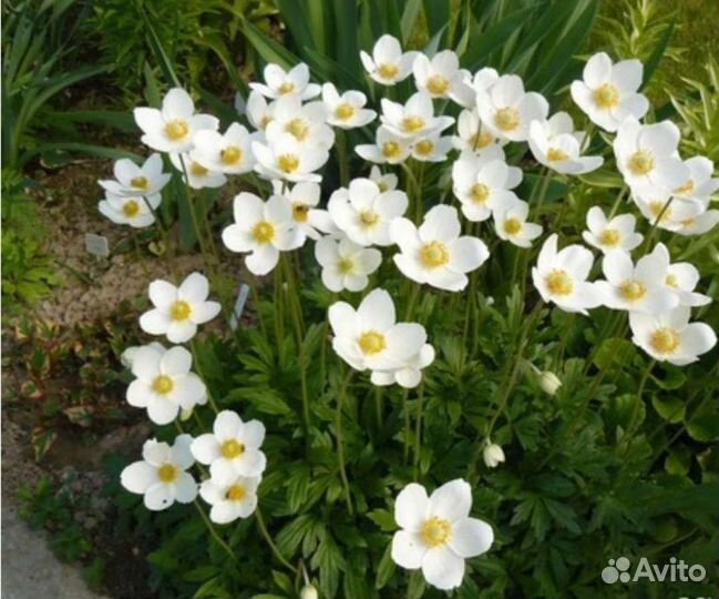 Анемона белая