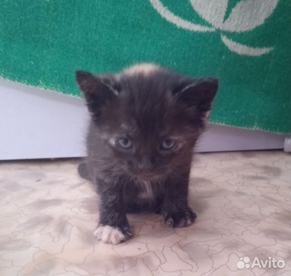 Котята