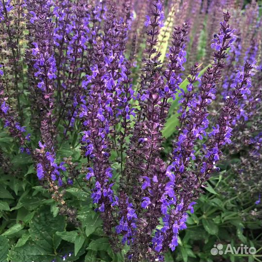 Шалфей -саженец