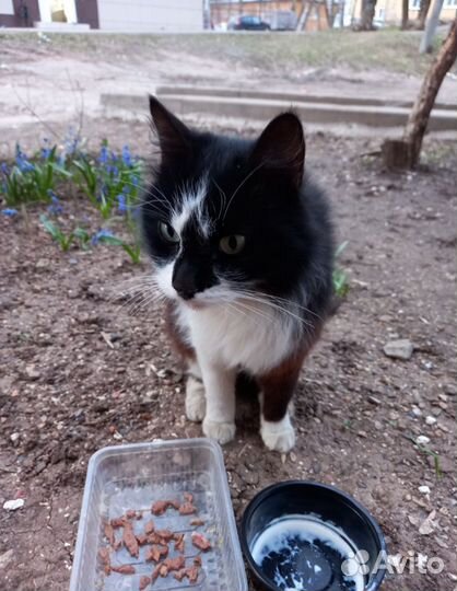 Котик Васька