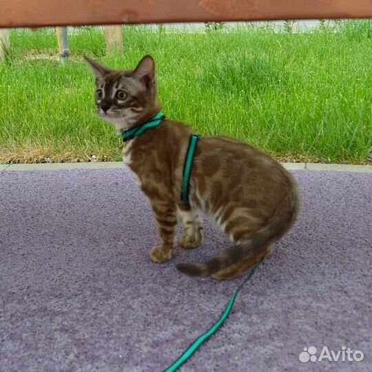 Бенгальская