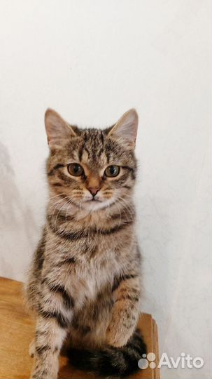 Кошечка в добрые руки