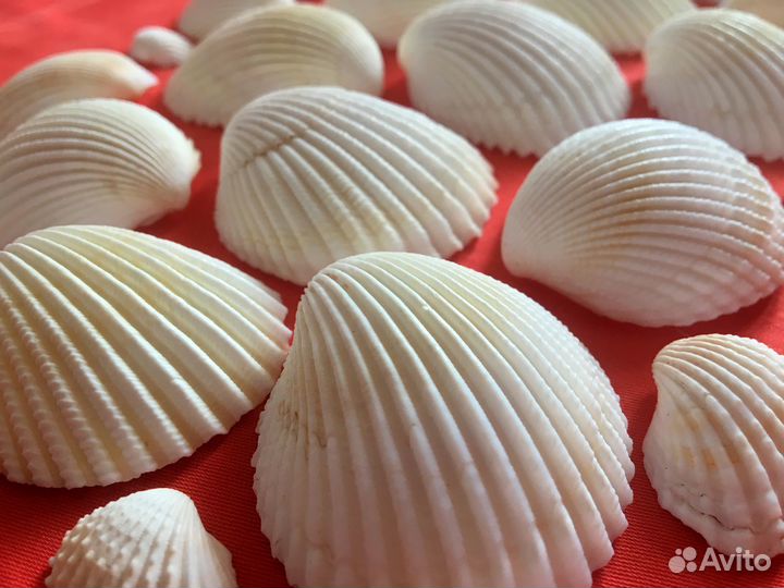 Белые ракушки, набор