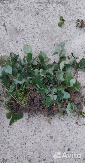 Рассада клубники