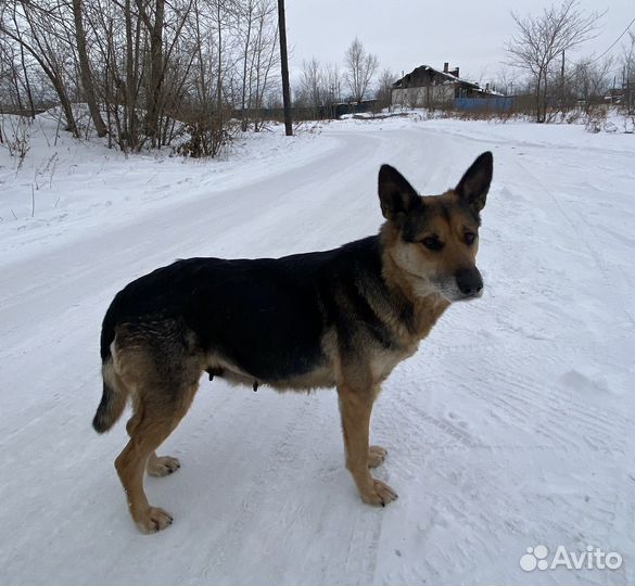 Овчарка ищет дом