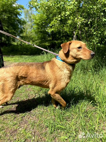 Собаки бесплатно