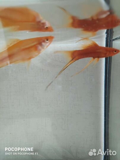 Аквариумные рыбки