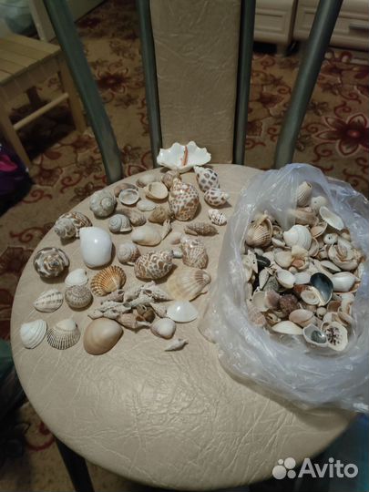 Ракушка в аквариум