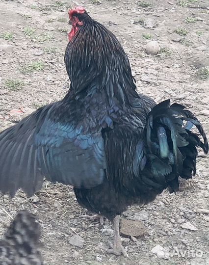 Молодые петухи