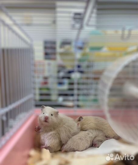 Сирийские хомячки