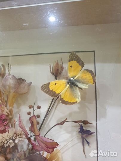 Картина гербарий
