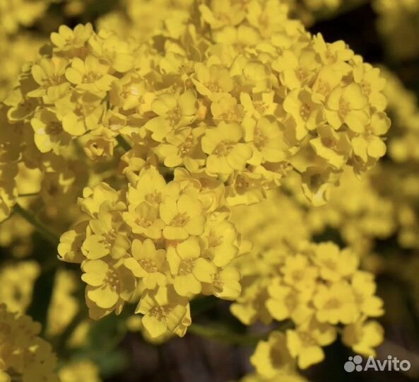 Алиссум скальный, семена