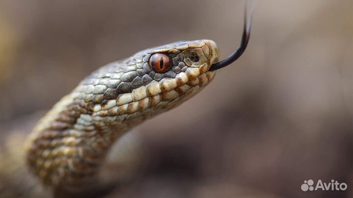 Передержка рептилий и амфибий