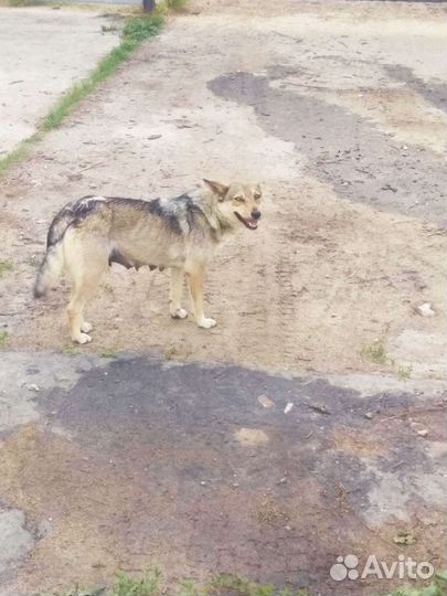 Отдам щенков