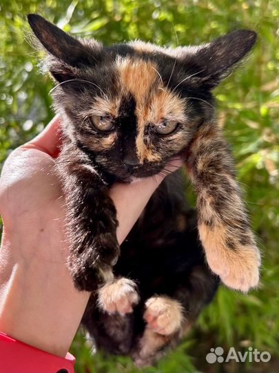 Ласковый котенок девочка ищет дом