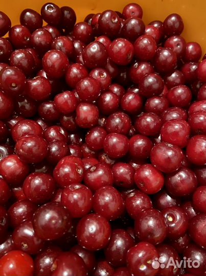 Отростки вишни, вишня