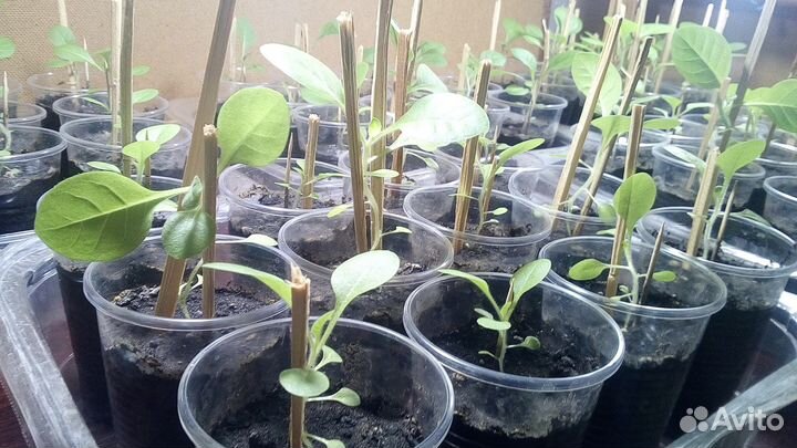 Рассада. Семена. Куба сигарный табак