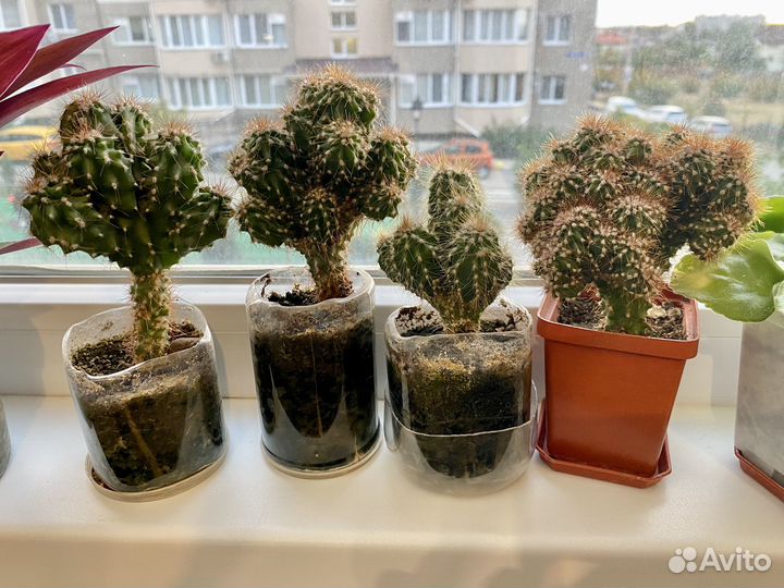 Продам цветы комнатные в горшках