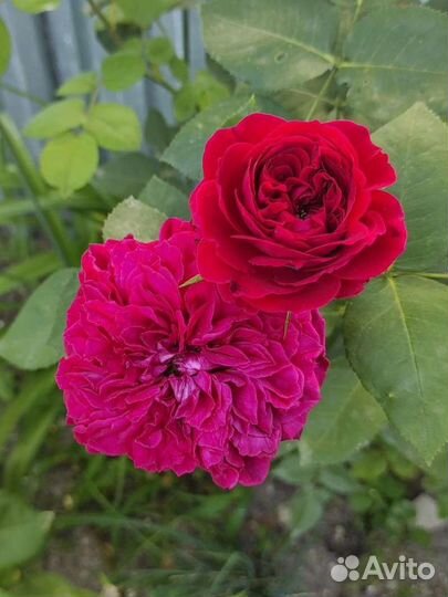 Английская Роза Тэсс Дебервиль