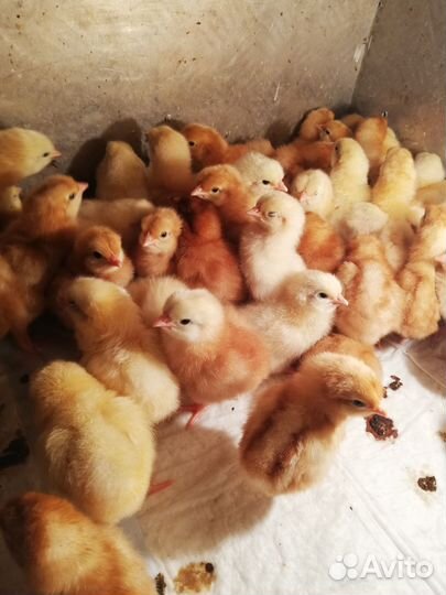 Цыплята 3 недельные хайсекс-браун